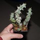 Euphorbia horrida monstrosa