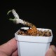 Euphorbia cylindrifolia 