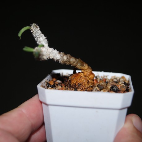 Euphorbia cylindrifolia 