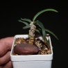 Эуфорбия Euphorbia cylindrifolia