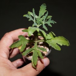 Kalanchoe laciniata