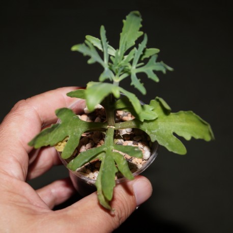 Kalanchoe laciniata