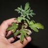 Каланхоэ дольчатое Kalanchoe laciniata