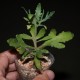 Kalanchoe laciniata