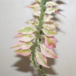 Pedilanthus (Euphorbia) tithymaloides