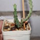 Euphorbia eyassianna 