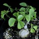 Neoalsomitra sarcophylla