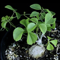 Neoalsomitra sarcophylla