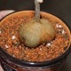 Gerrardanthus  lobatus - Геррардантус