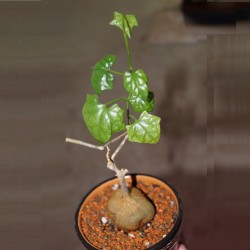 Gerrardanthus  lobatus - Геррардантус
