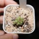 Euphorbia mosaica