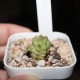Euphorbia mosaica