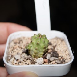 Euphorbia mosaica