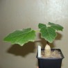 Ункарина Uncarina roeoesliana