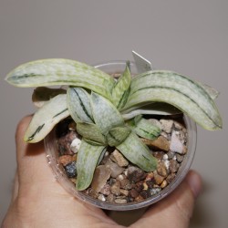 Gasteria Sakura Fuji