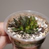 Гастерия Gasteria pseudonigricans monstrosa Small Leaves