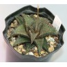 Haworthia tessellata X koelmaniorum, Japan