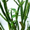 Эуфорбия Euphorbia pteroneura