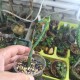 Euphorbia pteroneura 