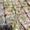 Альбука Albuca osmynella - Галерея