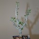 Alluadia procera