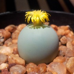 Conophytum calculus