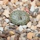 Conophytum obcordellum ssp. obcordellum