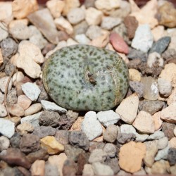 Conophytum obcordellum ssp. obcordellum