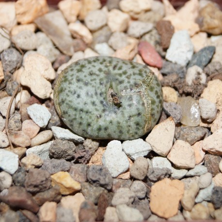 Conophytum obcordellum ssp. obcordellum