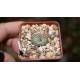 Conophytum obcordellum ssp. obcordellum
