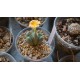 Conophytum bilobum