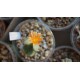 Conophytum bilobum
