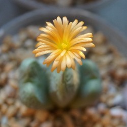 Конофитум Conophytum bilobum