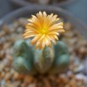 Конофитум Conophytum bilobum