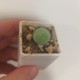 Conophytum calculus