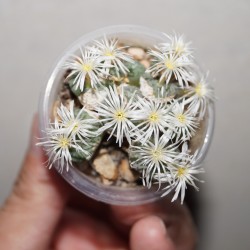 Конофитум Conophytum lambertense