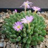 Конофитум Conophytum tantillum eenkokerense