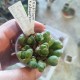 Конофитум Conophytum tantillum ssp.eenkokerense