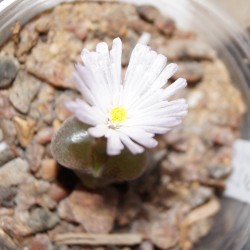 Ophthalmophyllum praesectum