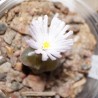 Конофитум Conophytum praesectum