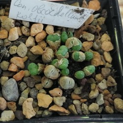 Conophytum obcordellum ssp. rolfii ALP337