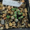 Конофитум Conophytum obcordellum ssp. rolfii ALP337