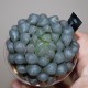 Haworthia obtusa OB1