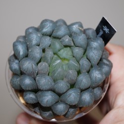 Haworthia obtusa OB1