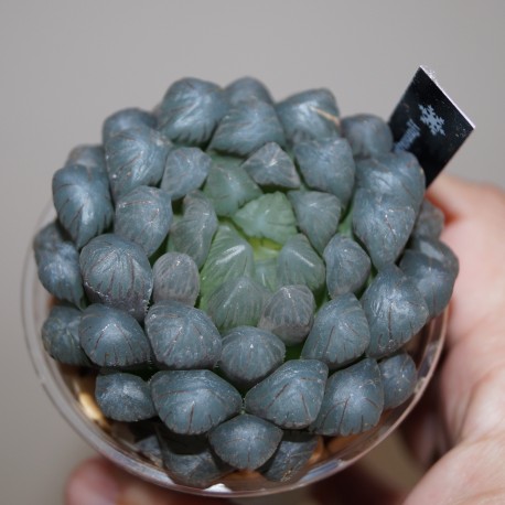 Haworthia obtusa OB1