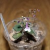 Стрептокарпелла Streptocarpella caulescens Pallescens