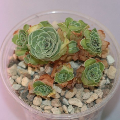 Greenovia dodrentalis