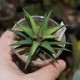 Haworthia Zogoneto