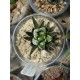 Haworthia coarctata
