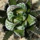 Haworthia coarctata